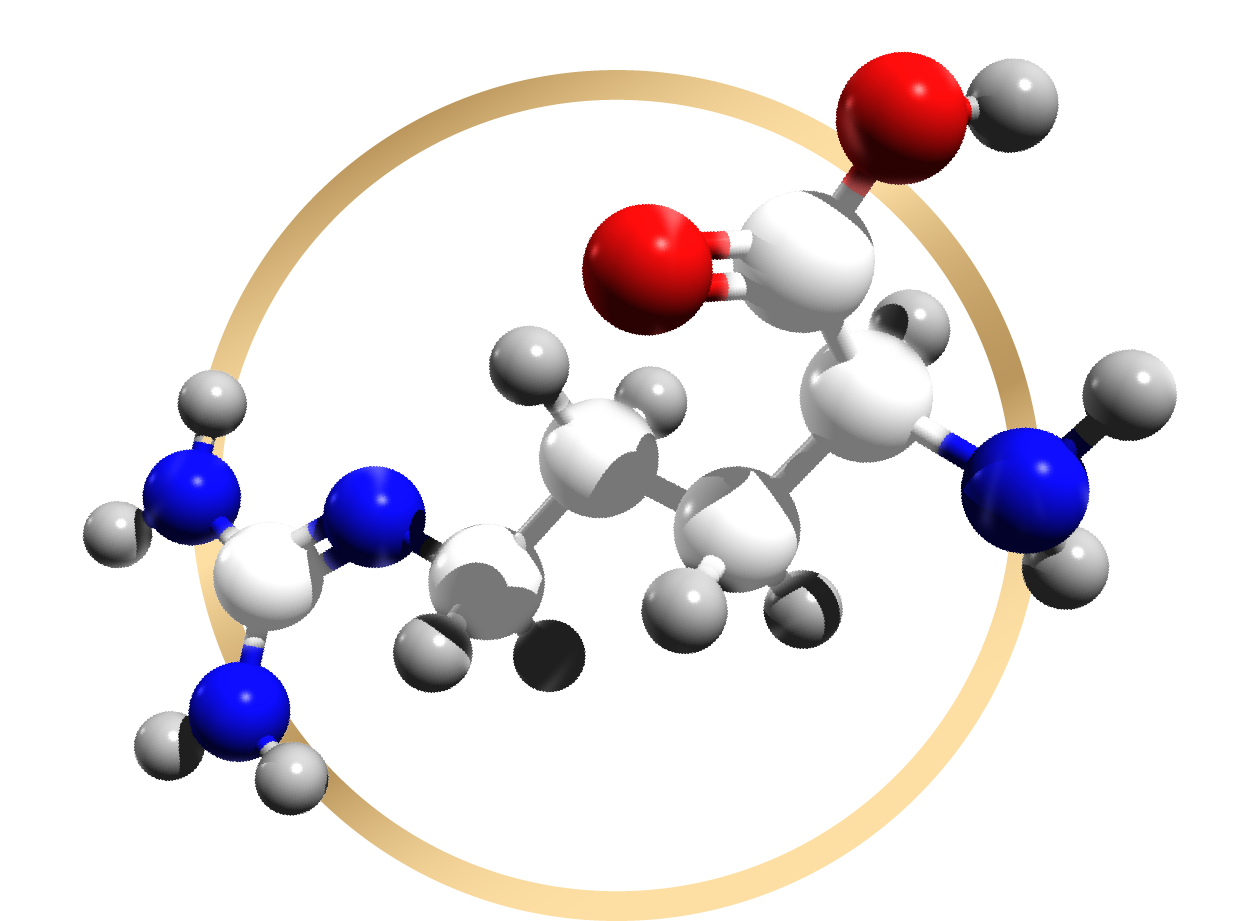 L – arginine